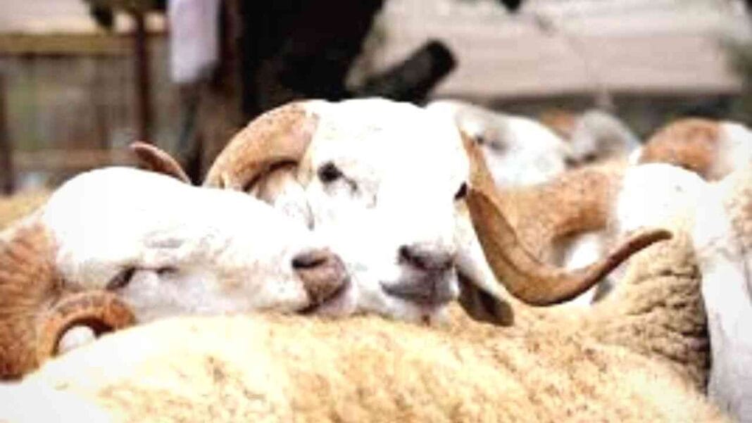 Moutons pour l'Aïd El Adha en Algérie, vente à 5.000 dinars.