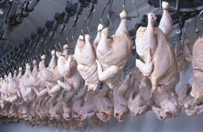 Poulets suspendus dans une ferme industrielle pour abattage.