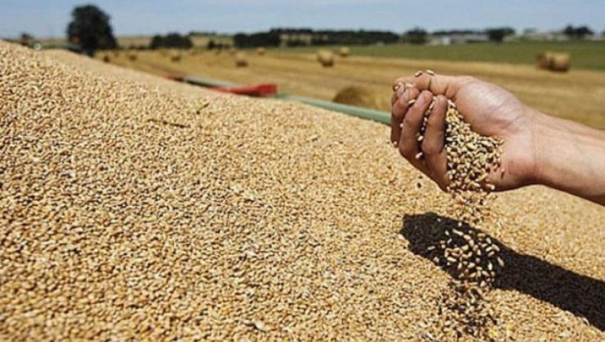 Algérie : vers un record d'importations de céréales en 2024, enjeux et stratégies agricoles Algérie : vers un record d'importations de céréales en 2024, enjeux et stratégies agricoles