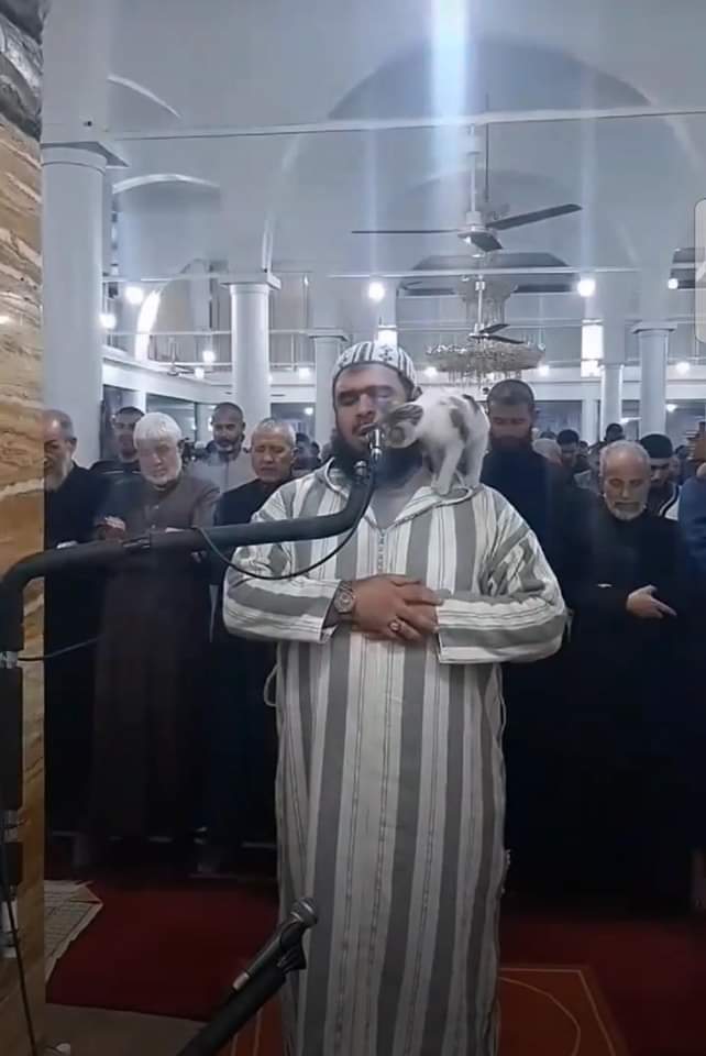 Imam algérien avec un chat qui lui grimpe sur l'épaule lors de la prière.