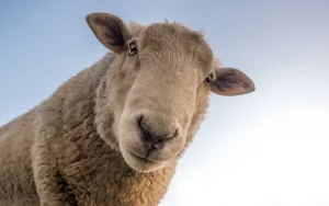 Agneau adorable regardant la caméra avec un ciel bleu en arrière-plan.