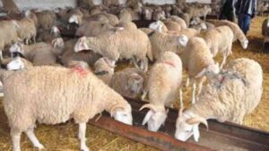 Aïd-el-Adha : Mystère du prix élevé du mouton en Algérie Aïd-el-Adha : Mystère du prix élevé du mouton en Algérie
