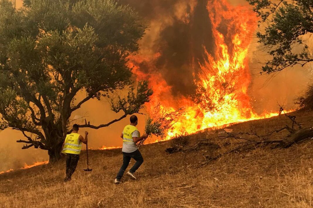 Pompiers en action lors d'un incendie de forêt à Béjaïa.