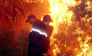 Feux de forêts en Algérie : le désastre a repris de plus bel, avec des scènes totalement inattendues Feux de forêts en Algérie : le désastre a repris de plus bel