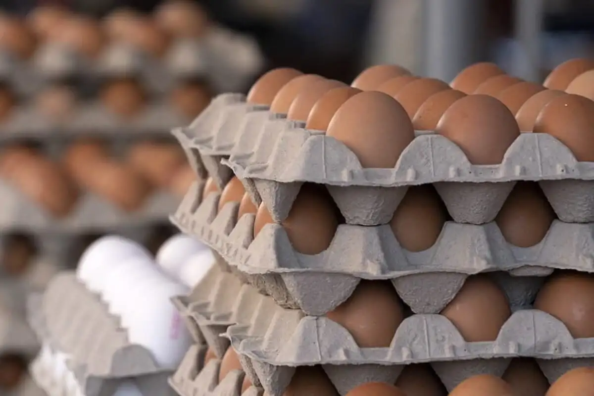 Œufs dans un plateau en carton, prix réduit en Algérie.