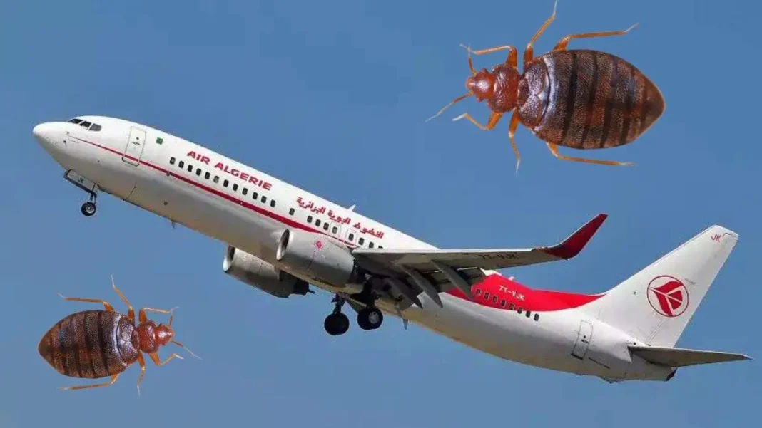 Avion Air Algérie avec punaises de lit en vol.
