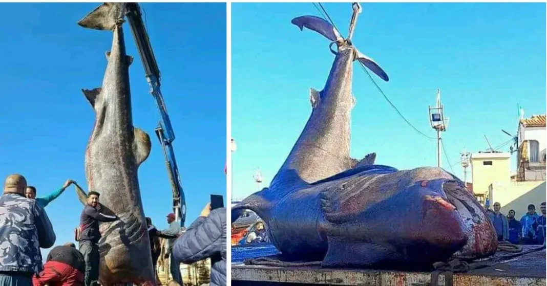 Capture d'un requin pèlerin géant au port de Tipaza.