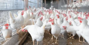 Viande blanche : Pour contrer la hausse des prix, l'Algérie prend une décision radicale souche COBB 500
