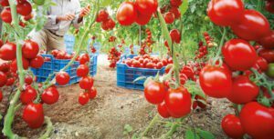 Maroc : La croissance record des exportations de tomates crée des frictions sur le marché français Maroc