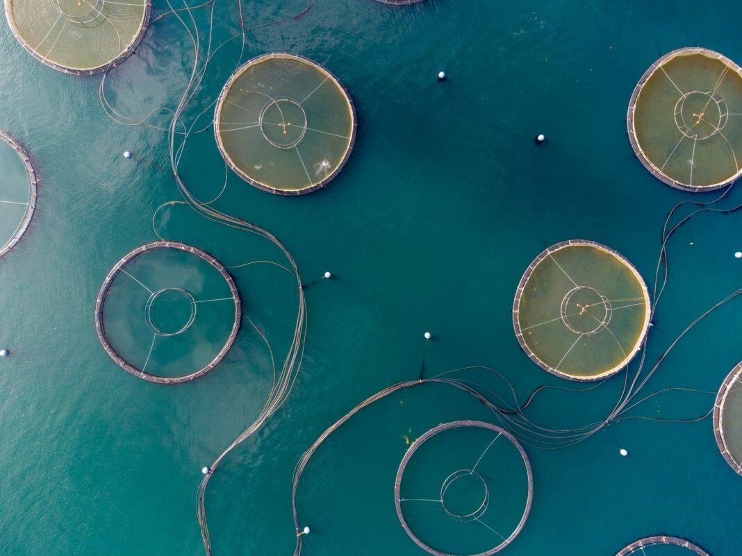 Pêcheries aquacoles en Algérie, production de poissons en 2030.