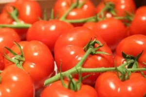 Maroc : La croissance record des exportations de tomates crée des frictions sur le marché français Maroc
