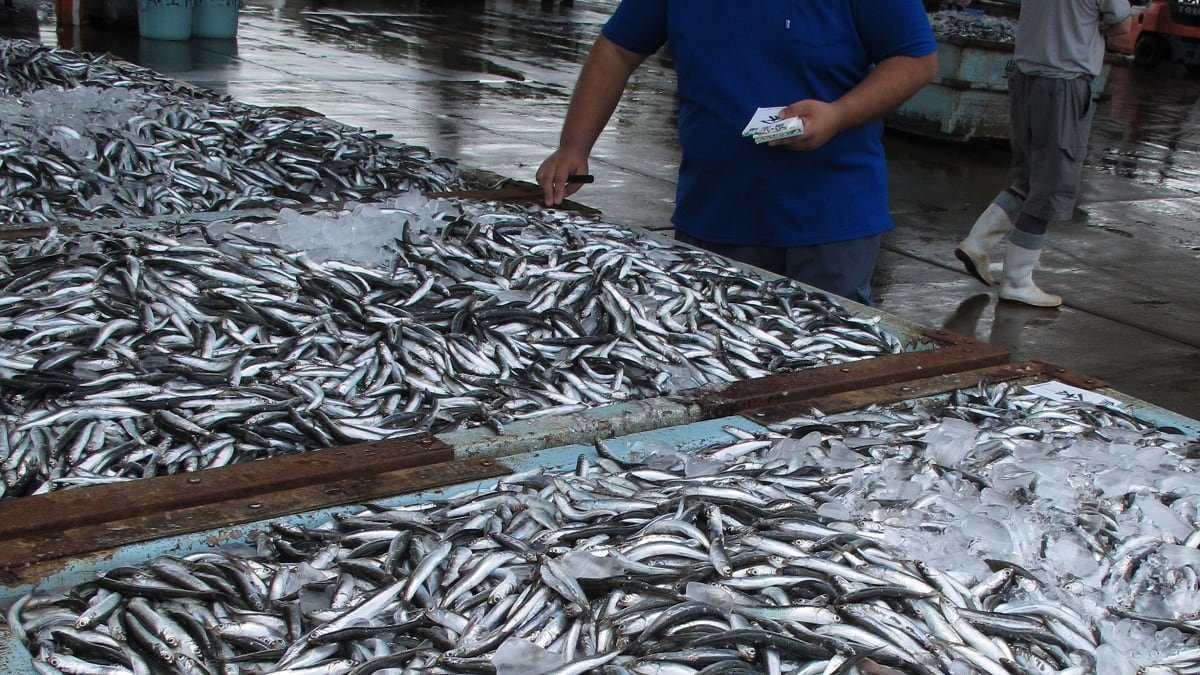 Algérie : Importation de 10 tonnes de sardine en provenance de la Tunisie Algérie