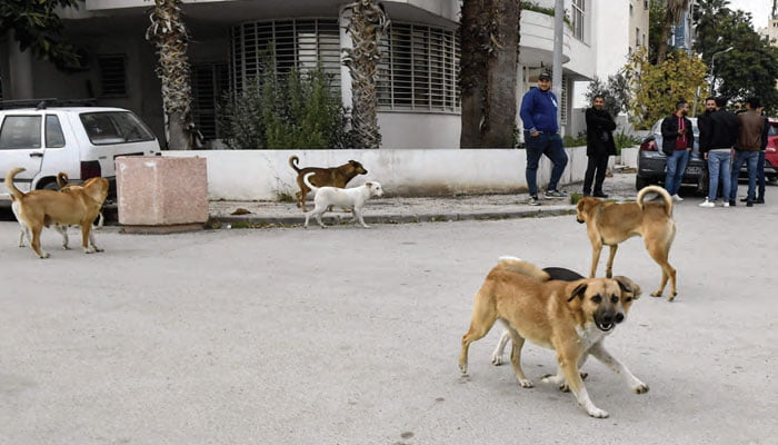 Maroc : Les habitants alarmés par l'invasion des animaux errants