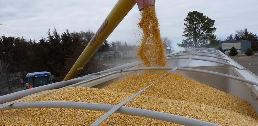 Algérie : vers un record d'importations de céréales en 2024, enjeux et stratégies agricoles Algérie : vers un record d'importations de céréales en 2024, enjeux et stratégies agricoles