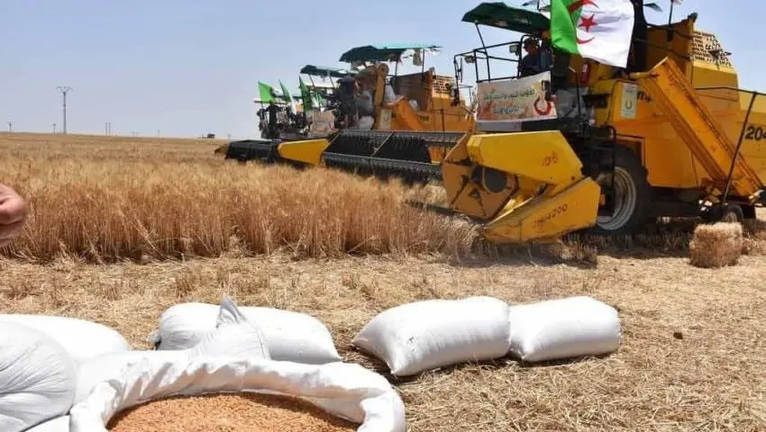 Algérie : vers un record d'importations de céréales en 2024, enjeux et stratégies agricoles Algérie : vers un record d'importations de céréales en 2024, enjeux et stratégies agricoles