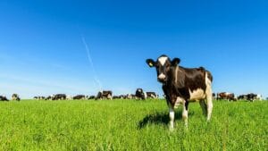 Importation de vaches laitières américaines : Vers un nouvel accord entre l'Algérie et les USA Importation de vaches américaines en Algérie
