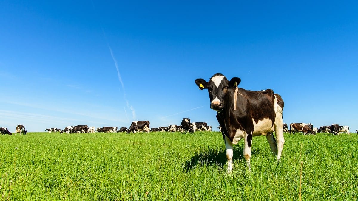 Vache laitière noire et blanche dans un grand pâturage ensoleillé.