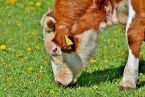 Importation de vaches laitières américaines : Vers un nouvel accord entre l'Algérie et les USA Vache laitière brune en pâturage verdoyant avec fleurs jaunes.