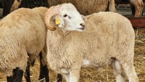 Conflit Hispano-Algérien sur les Exportations Ovines pour l'Aïd el-Adha 2025 Aïd el-Adha 2025 : exportations de moutons vers l’Algérie