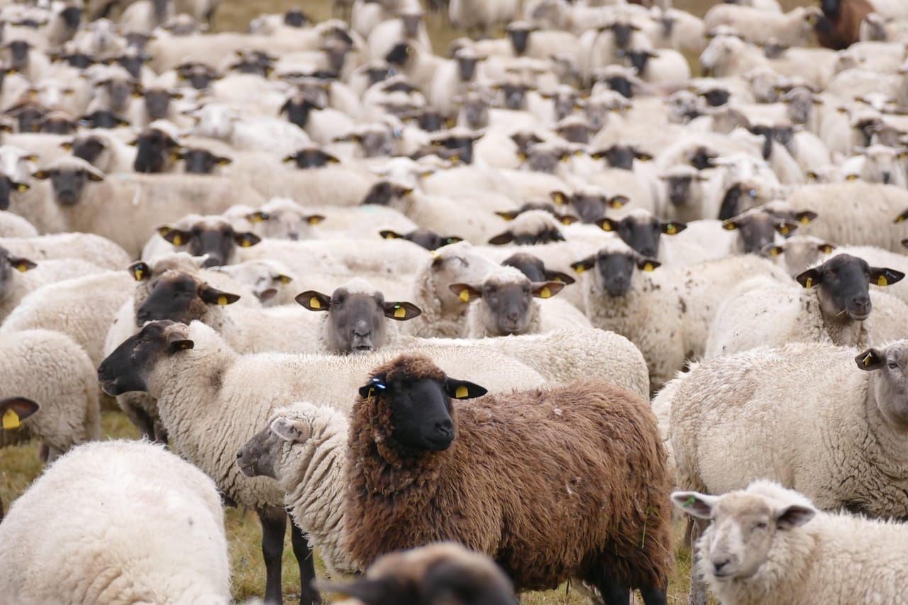 60 000 moutons pour casser les prix de l'Aïd El-Adha 2025 ! Aïd el-Adha : Face à la flambée des prix, l'Algérie sur le point d'importer massivement du bétail