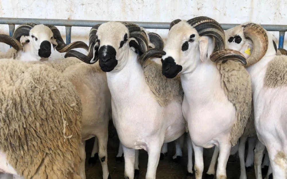60 000 moutons pour casser les prix de l'Aïd El-Adha 2025 ! 60 000 moutons étrangers débarquent en Algérie : une opération choc pour casser les prix de l'Aïd El-Adha 2025 !