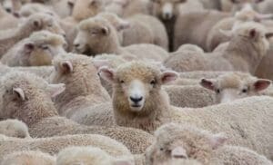 Aïd El-Adha 2025 : lancement à cette date des ventes de moutons importés en Algérie