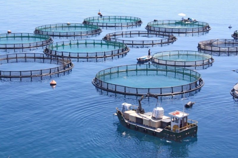Coupure d'eau le 30 juin 2025 : quand les vieux démons hantent la SEAAL Quand l’eau coupe à Alger, l’aquaculture coule à flots à Tizi-Ouzou