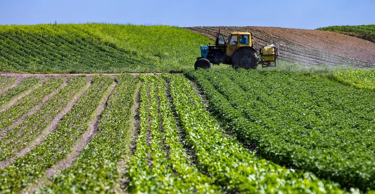 Surproduction agricole en Algérie : quand les œufs, oignons et pastèques inondent le marché