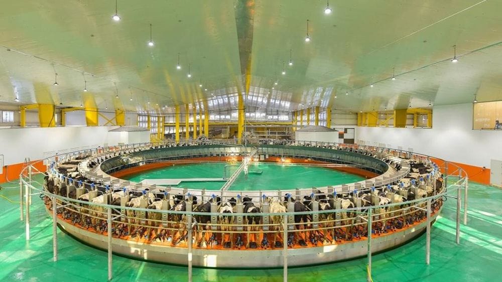 Baladna investit 500 millions de dollars pour lancer une ferme géante en Algérie Baladna investit 500 millions de dollars pour lancer une ferme géante en Algérie