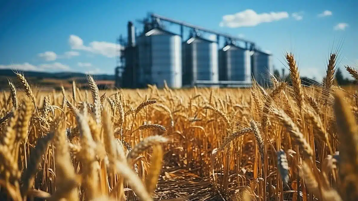 Algérie : l’OAIC lance un appel d’offres pour importer 50.000 tonnes de blé