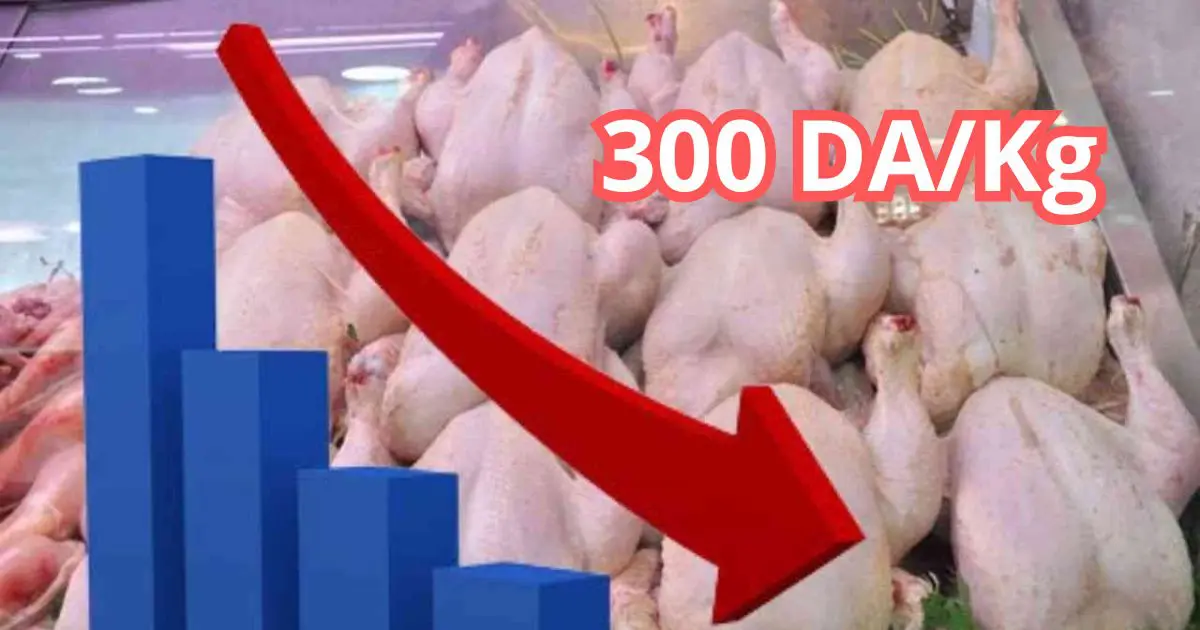 poulet Poulets