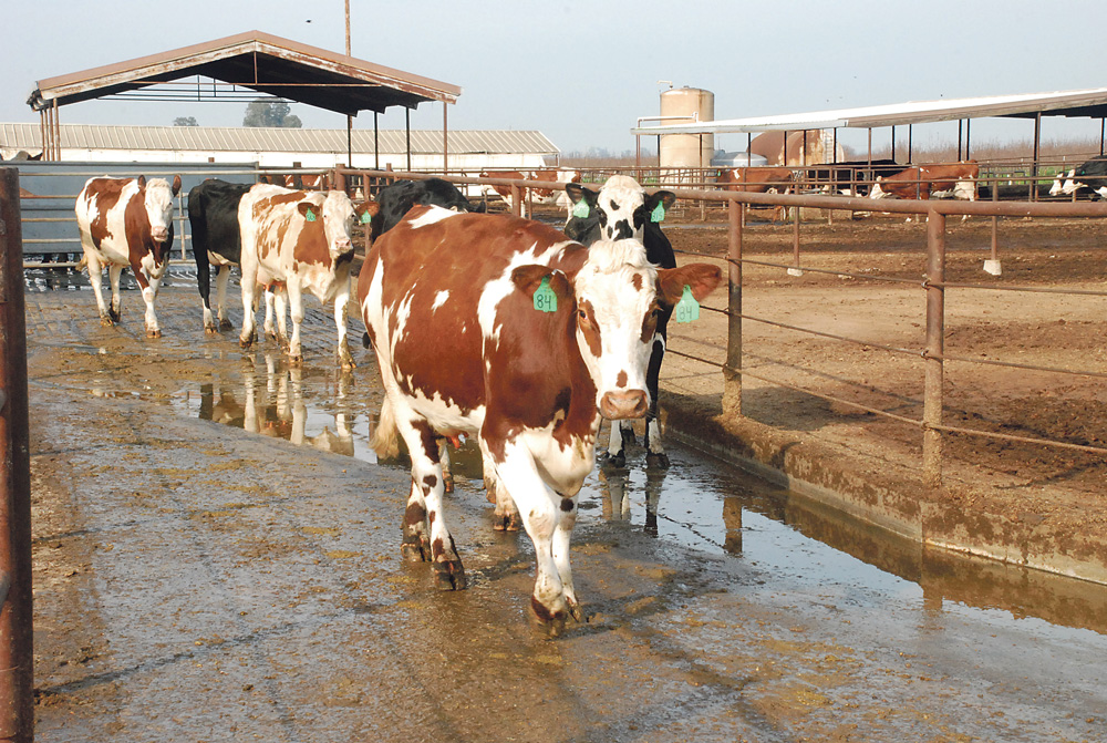 Projet Baladna : la mégaferme algérienne qui fascine l’Amérique Projet Baldna : la mégaferme algérienne qui fascine l’Amérique