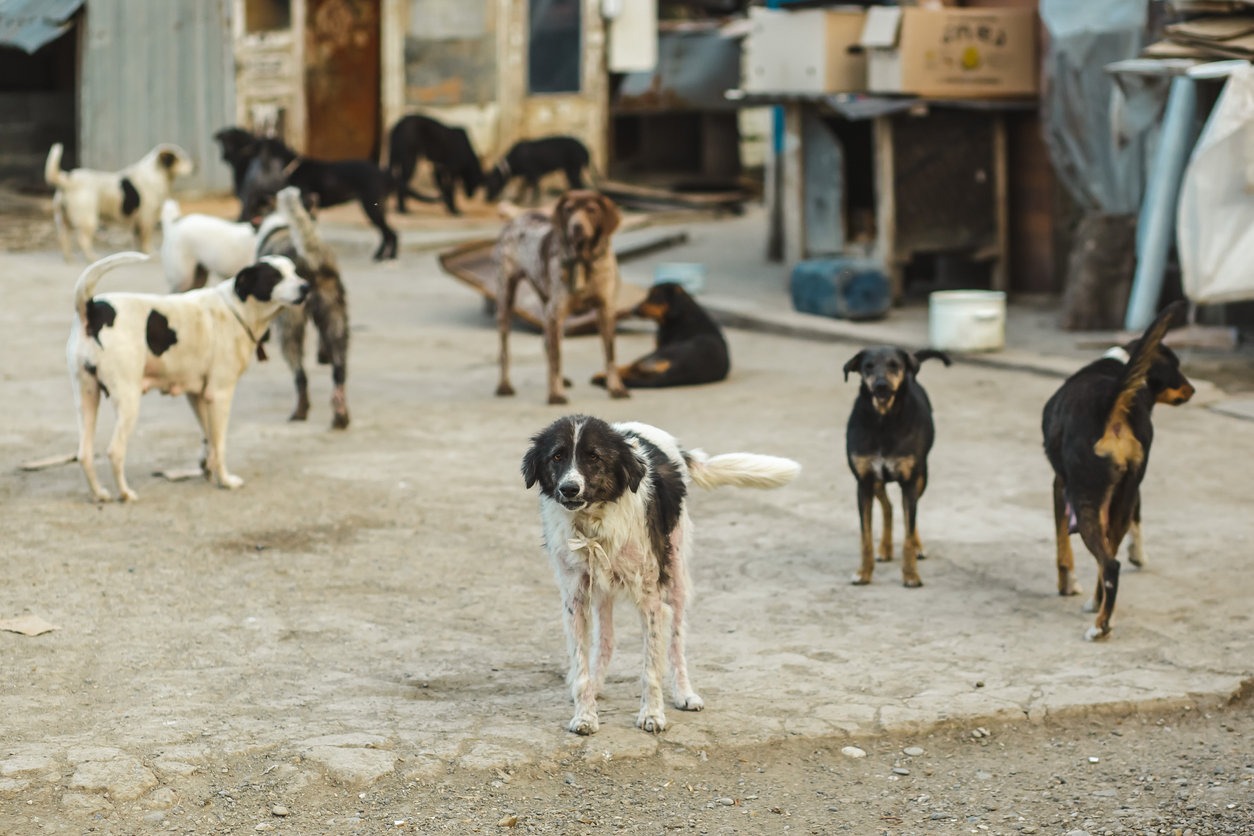 Drame à M’Sila : une fillette tuée par des chiens errants Drame à M’Sila : une fillette tuée par des chiens errants