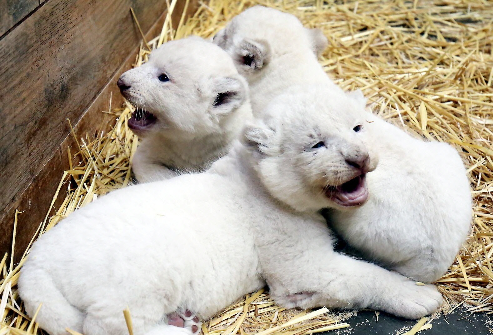 Trois lionceaux blancs rares naissent dans un zoo algérien