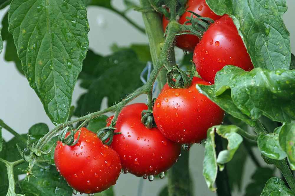 Tomates marocaines : ce que vous ignorez sur les pesticides Tomates marocaines : ce que vous ignorez sur les pesticides