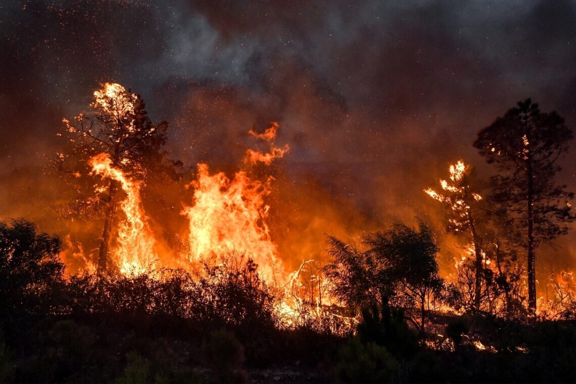 Incendies en novembre en Algérie : un record inquiétant Incendies en novembre en Algérie : un record inquiétant