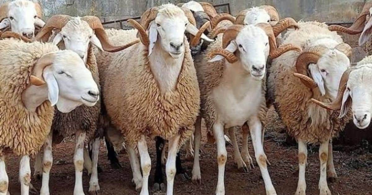 Moutons en Algérie : pourquoi les prix s'envolent ? Moutons en Algérie : pourquoi les prix s'envolent ?