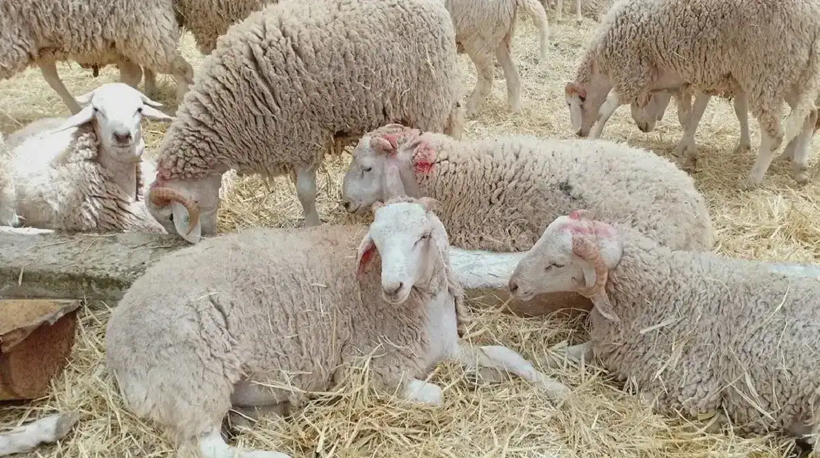 Moutons en Algérie : pourquoi les prix s'envolent ? Moutons en Algérie : pourquoi les prix s'envolent ?