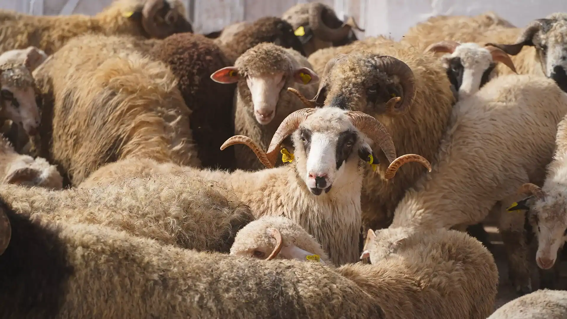 Prix des moutons pour l’Aïd El Adha en Algérie : le détail qui pourrait tout changer Aïd El Adha : ce que le président Tebboune ne dit pas sur les moutons