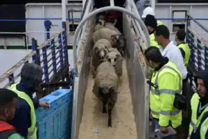 Moutons transportés dans un camion pour l'Aïd el-Adha 2026.