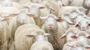 Moutons d'élevage pour l'Aïd el-Adha en Algérie.