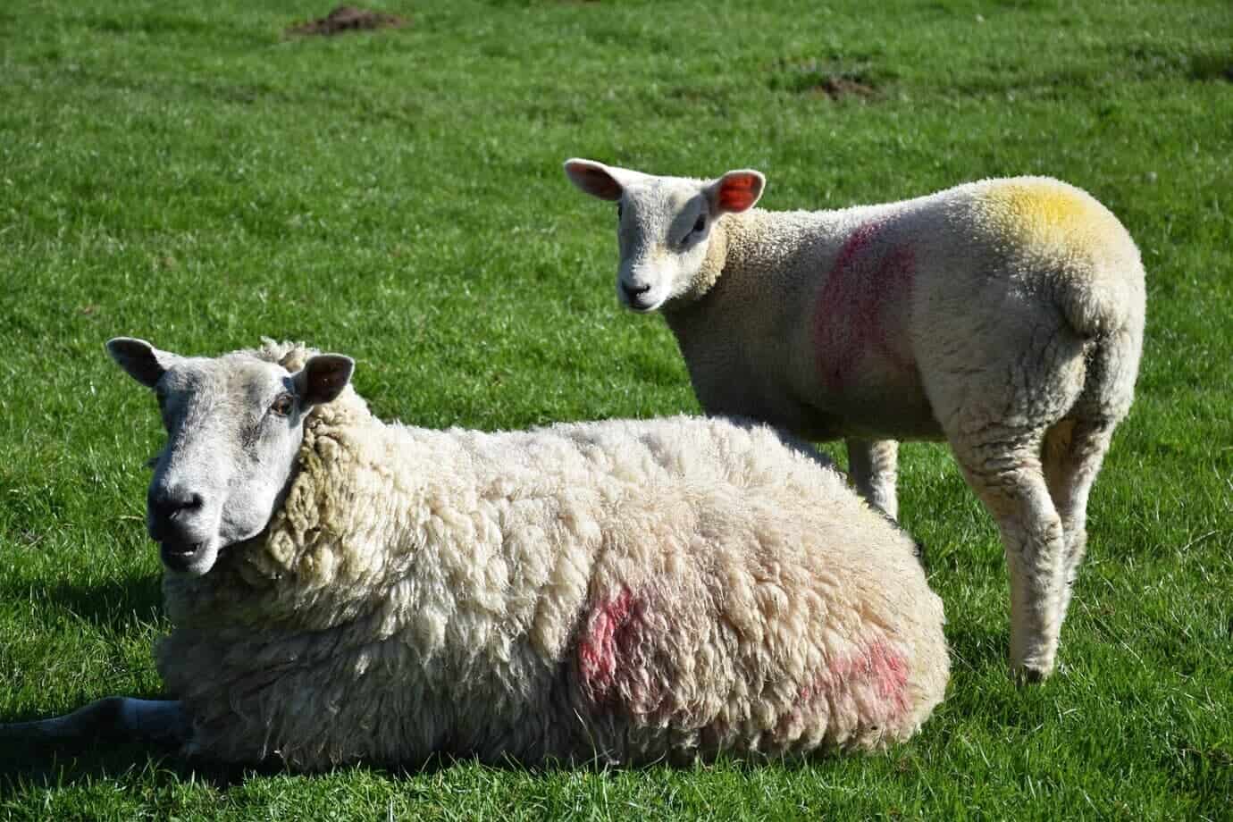 Interdictions pour l'Aïd al-Adha 2026 : ce qui vous attend en France Deux moutons blessés dans un champ vert, l'un allongé, l'autre debout, avec des blessures visibles.