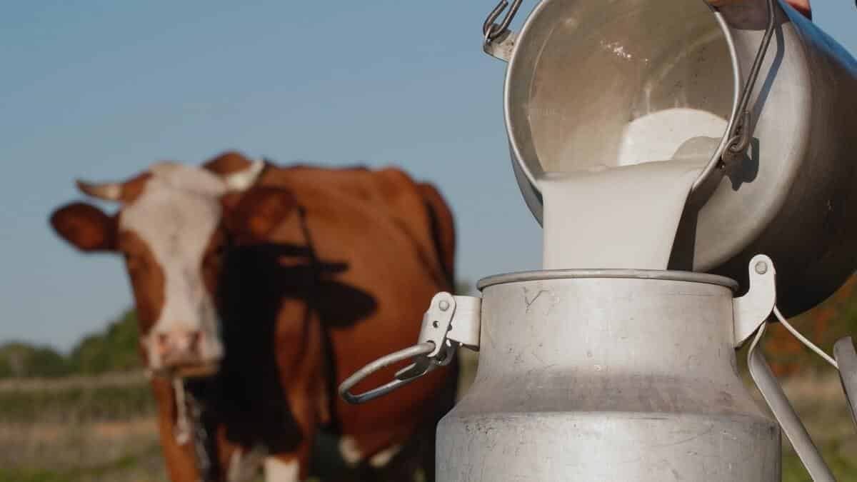 Lait de vache frais versé dans un récipient en acier inoxydable.