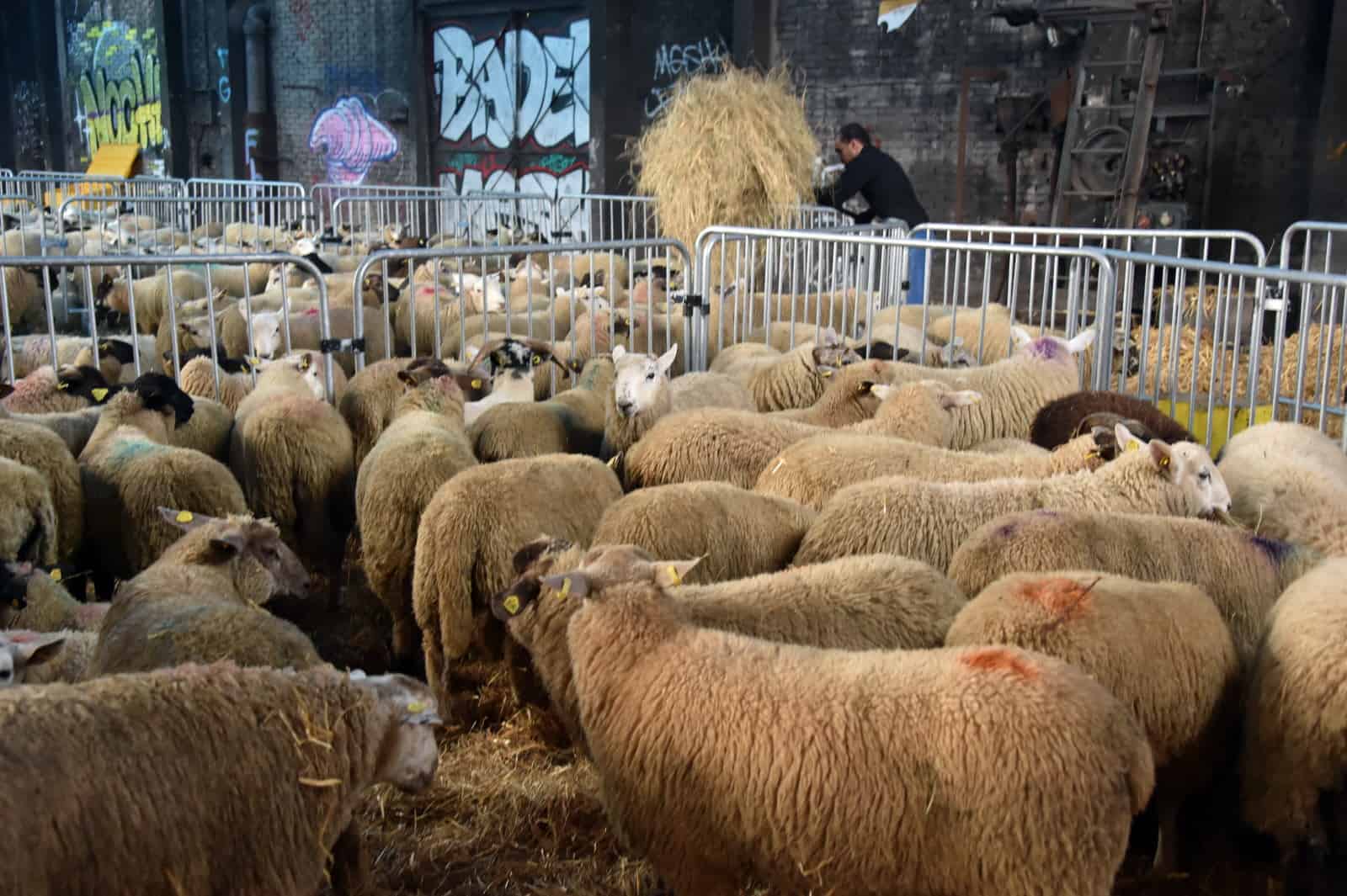Interdictions pour l'Aïd al-Adha 2026 : ce qui vous attend en France Moutons dans un enclos urbain pour l'Aïd al-Adha 2026 en France.