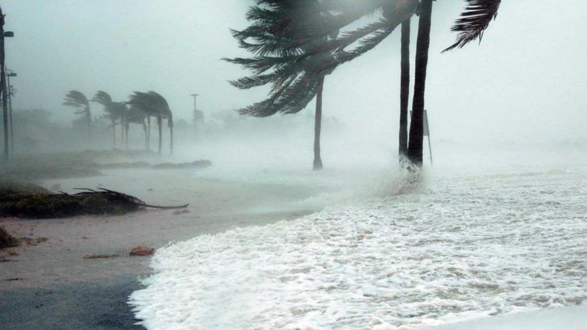 Vagues puissantes et arbres secoués par le vent en Algérie.