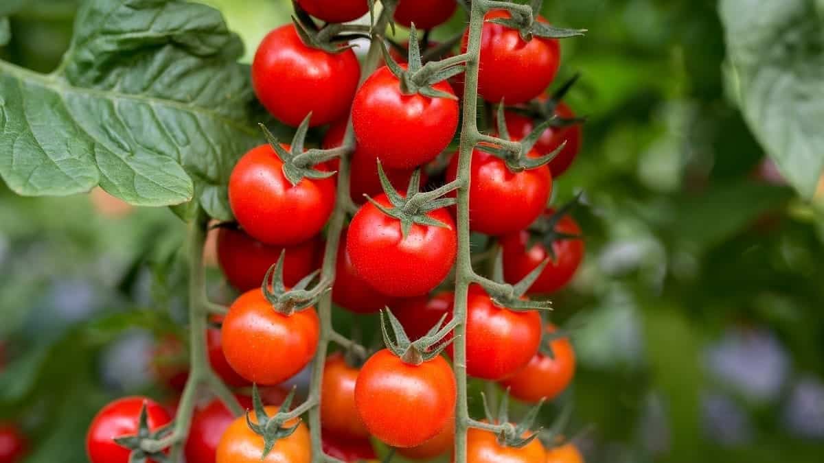 Algérie : 5 stratégies face à la crise des prix de la tomate