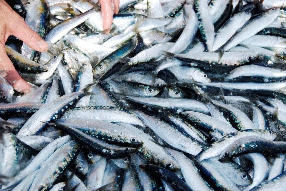 Sardine en Algérie : pourquoi son prix a chuté à 150 DA ?