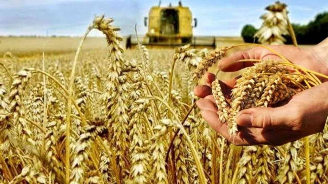 Moisson des céréales en Algérie : un convoi de camions impressionnant se dirige vers le Sahara Récolte de blé par des agriculteurs algériens.