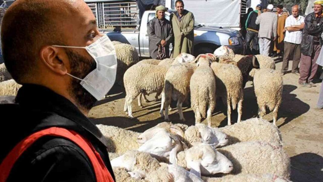 Le ministère de l’Agriculture ferme des marchés de bétail jusqu’à mi-décembre pour cette raison Moutons de l'Aïd El Adha en Algérie, marché traditionnel.