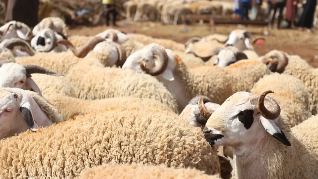 Moutons prêts pour l'Aïd el-Adha, prix accessibles en 2023.
